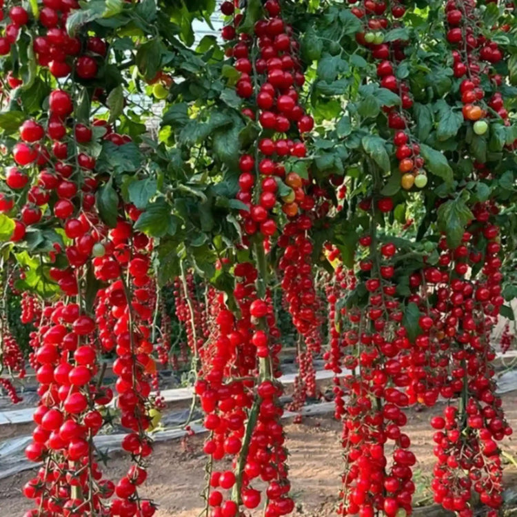 Bloom & Grow- Vegetables Seeds, Flower Seeds
