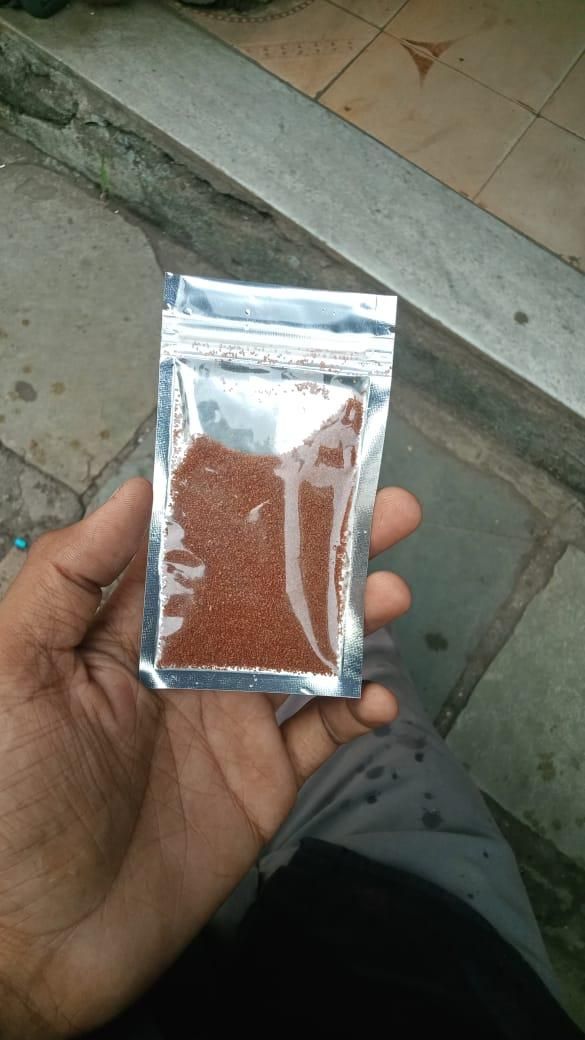 Aquatic Double Leaf Seeds Aquarium Carpet | Blueberry Botanicals