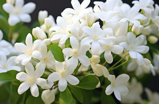 Arabian Jasmine 30cm |Jasminum Sambac | Blueberry Botanicals