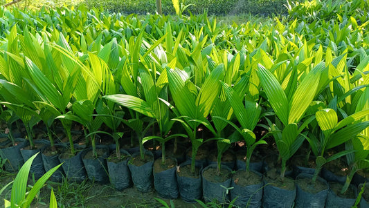 Arecanut Mangala 30cm | Areca Catechu | Blueberry Botanicals