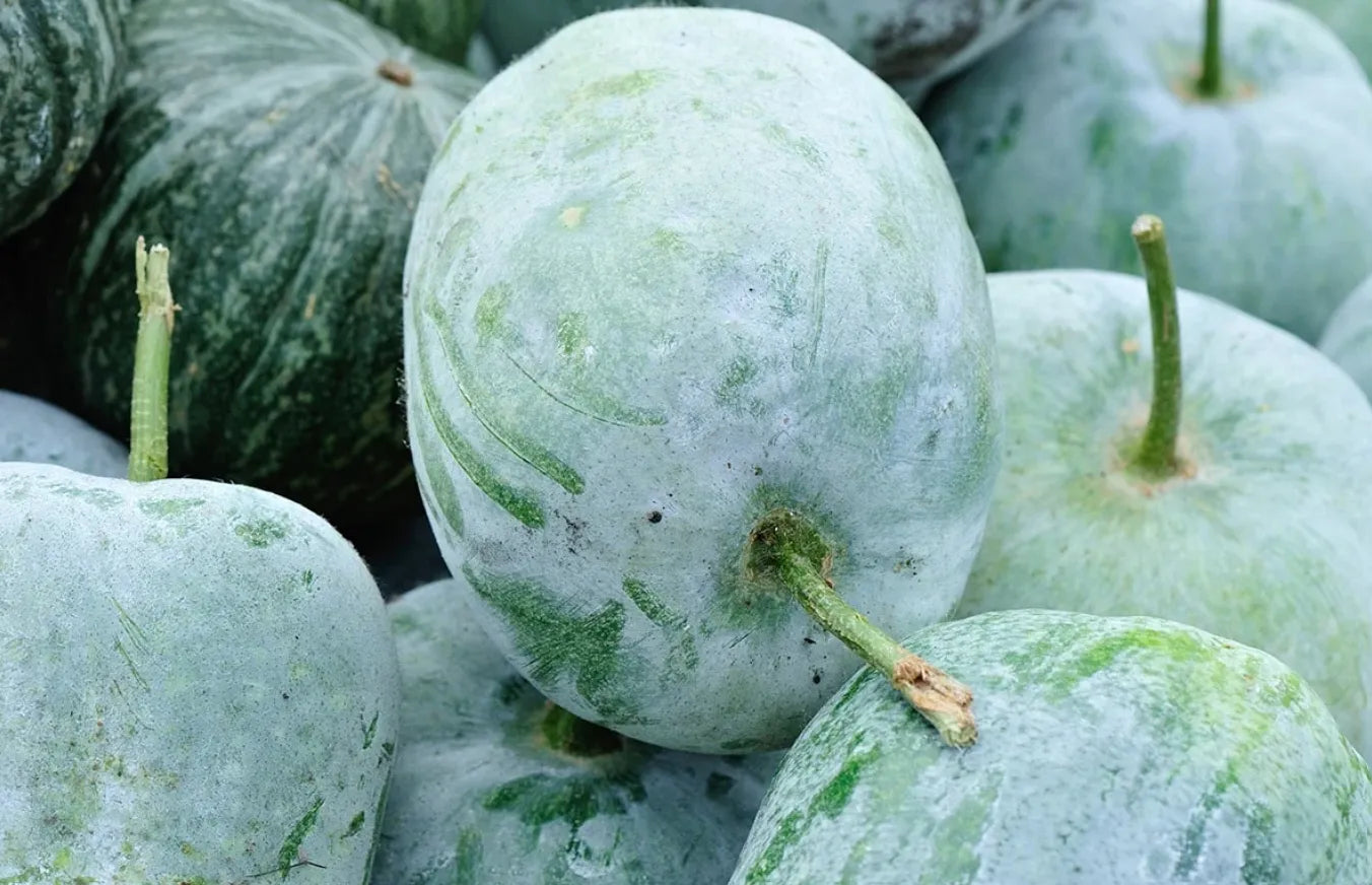 Ash Gourd Seeds Winter Melon Country Variety 25 Pack - Premium Quality