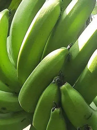 Banana Tissue culture Swarnamukhi Variety-Musa paradisiaca-30 cms