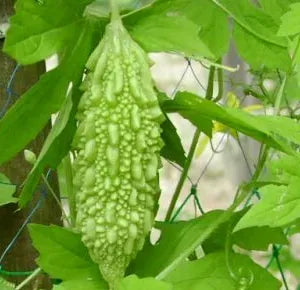 Bitter Gourd Seeds - Country Variety Medicinal Climbing- Blueberry Botanicals