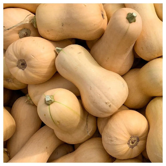 Butternut Seeds Country Variety 20 Pack - Premium Quality