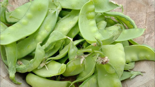 Dolichos Seeds- High Yielding Heirloom Climbing Bean- Blueberry Botanicals