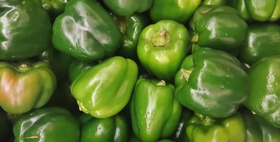 Green Capsicum Seeds Country Variety 20 Pack - Premium Quality-Blueberry Botanicals
