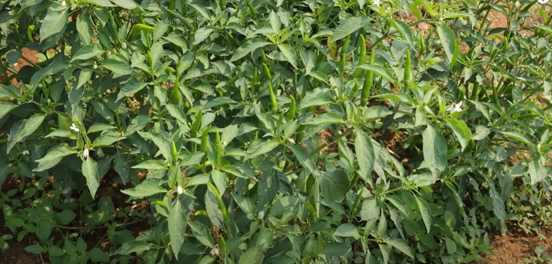 Green Chilly Seeds 80pcs - Country Variety Hot Spicy- Blueberry Botanicals