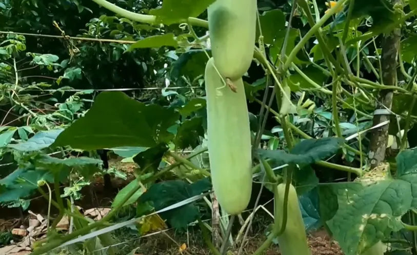 Hybrid F1 Snow White Cucumber Seeds 25pcs - Disease Resistant- Blueberry Botanicals