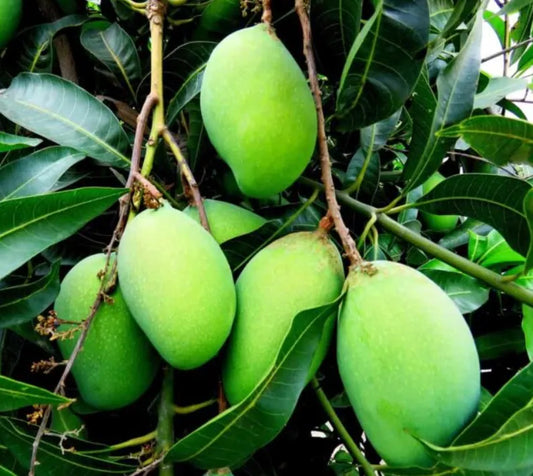 Kalapadi Mango 30cm | Tamil Nadu Gem | Blueberry Botanicals