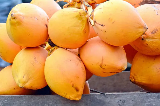 King Coconut 30cm | Sri Lankan Golden | Blueberry Botanicals