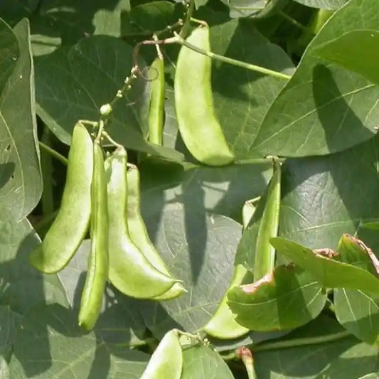 Lab Lab Seeds 20pcs - Bush Hybrid Nitrogen Fixing | Blueberry Botanicals