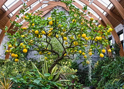 Meyer Lemon 30cm | Sweet Hybrid | Blueberry Botanicals