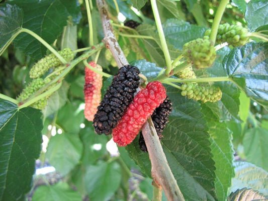 Mulberry Plants 30cm | Morus Alba | Blueberry Botanicals
