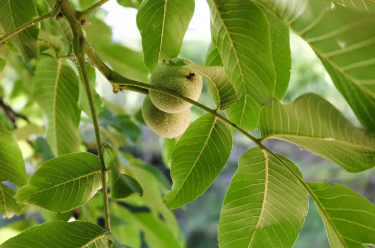 Nutmeg Plants 30cm | Myristica Fragrans | Blueberry Botanicals