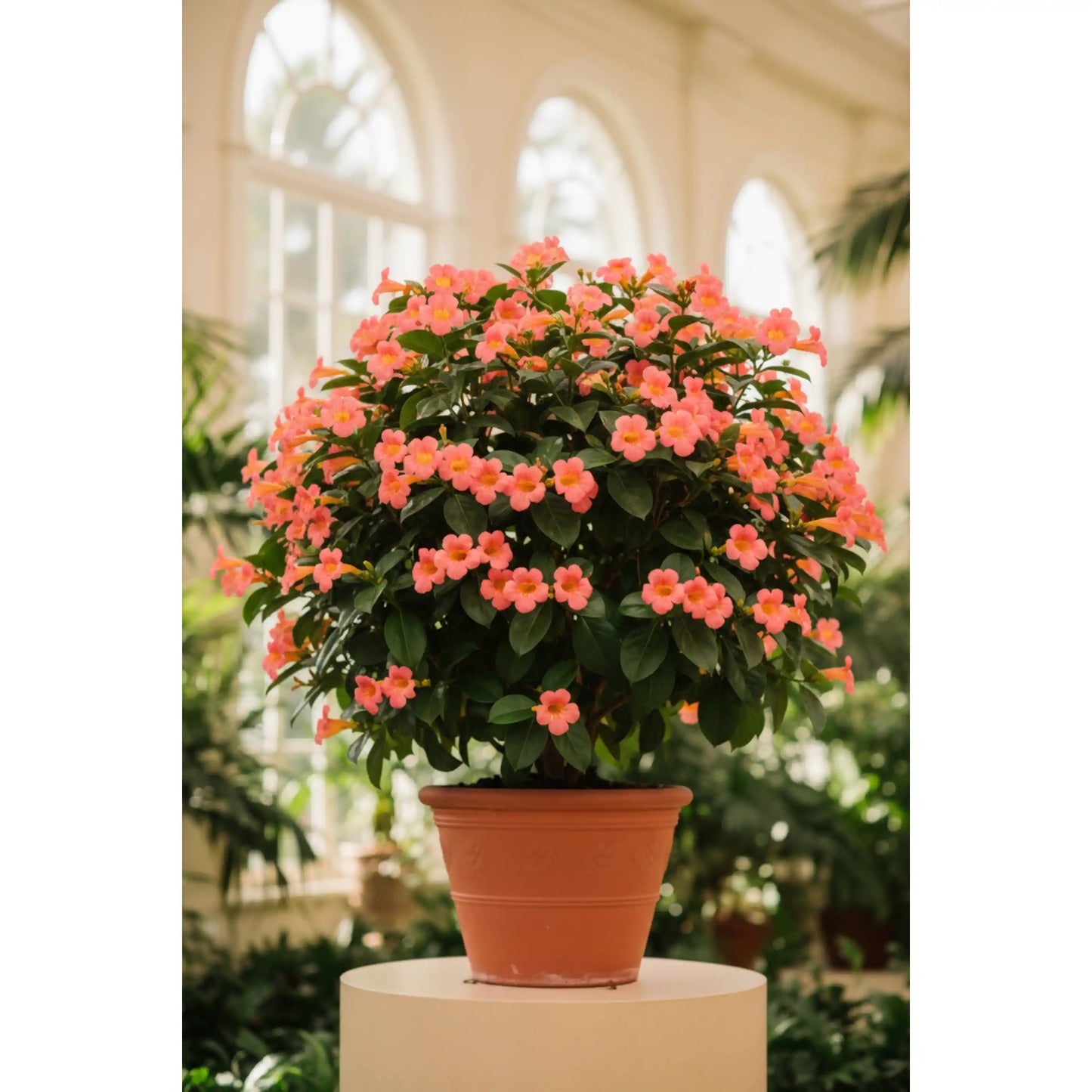 panama-rose-big-plant-rondeletia-tropical-flowering-shrub