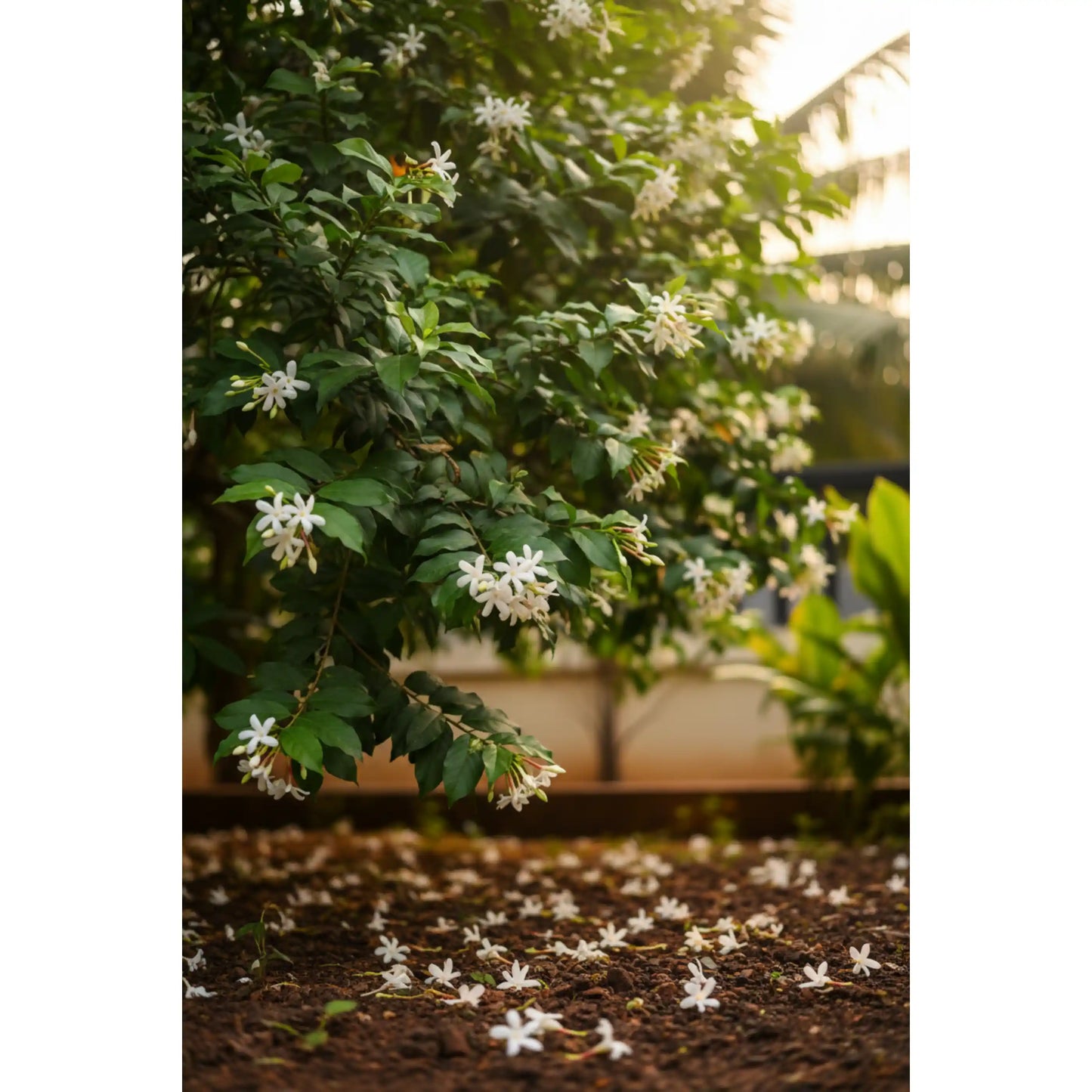 parijatham-plant-nyctanthes-arbor-tristis-night-jasmine-flowering-tree