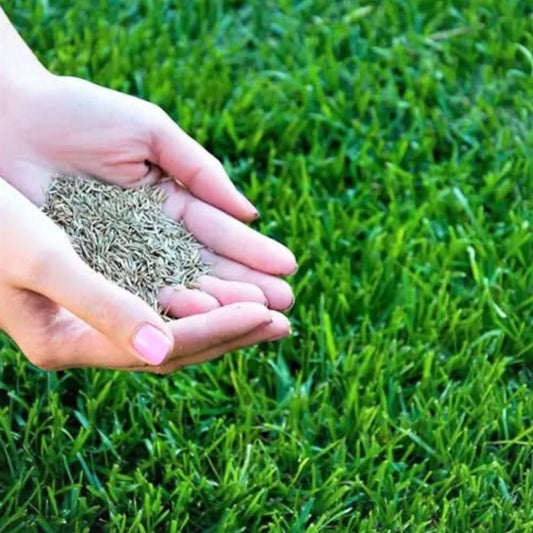 Premium Hybrid Grass Seeds - Lush Green Lawn (100 Seeds)