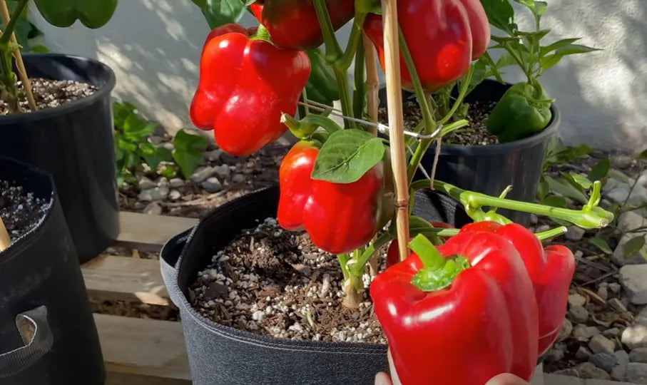 Red Capsicum Seeds Country Variety 20 Seeds - Bell Pepper
