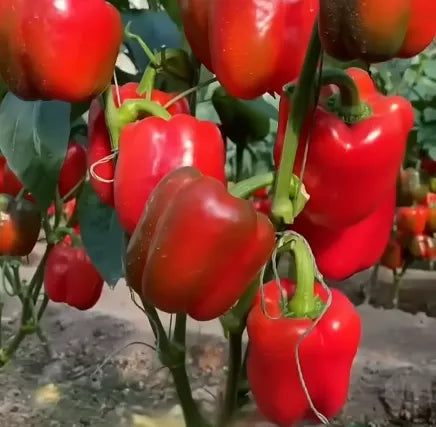Red Capsicum Seeds Country Variety 20 Seeds - Bell Pepper