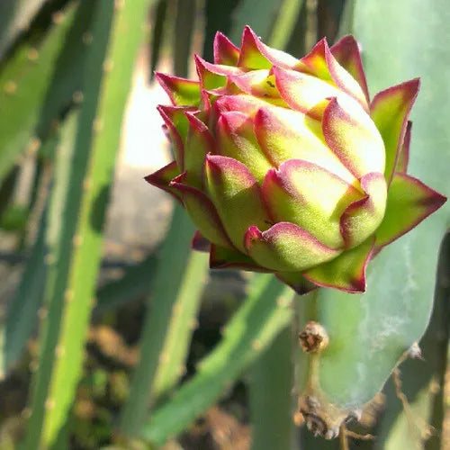 Red Dragon Fruit 30cm | Hardy Zone | Blueberry Botanicals