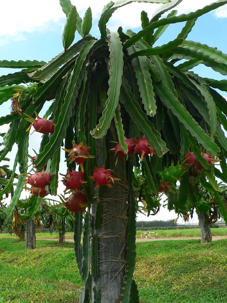 red dragon plant indoor Red Dragon Fruit Plant 30cm | Exotic Pitaya Indoor/Outdoor