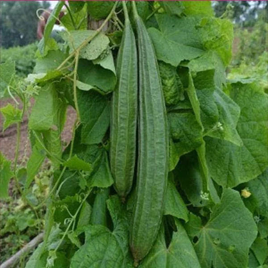 Ridge Gourd Seeds 16pcs - Country Variety Climbing Vine- Blueberry Botanicals