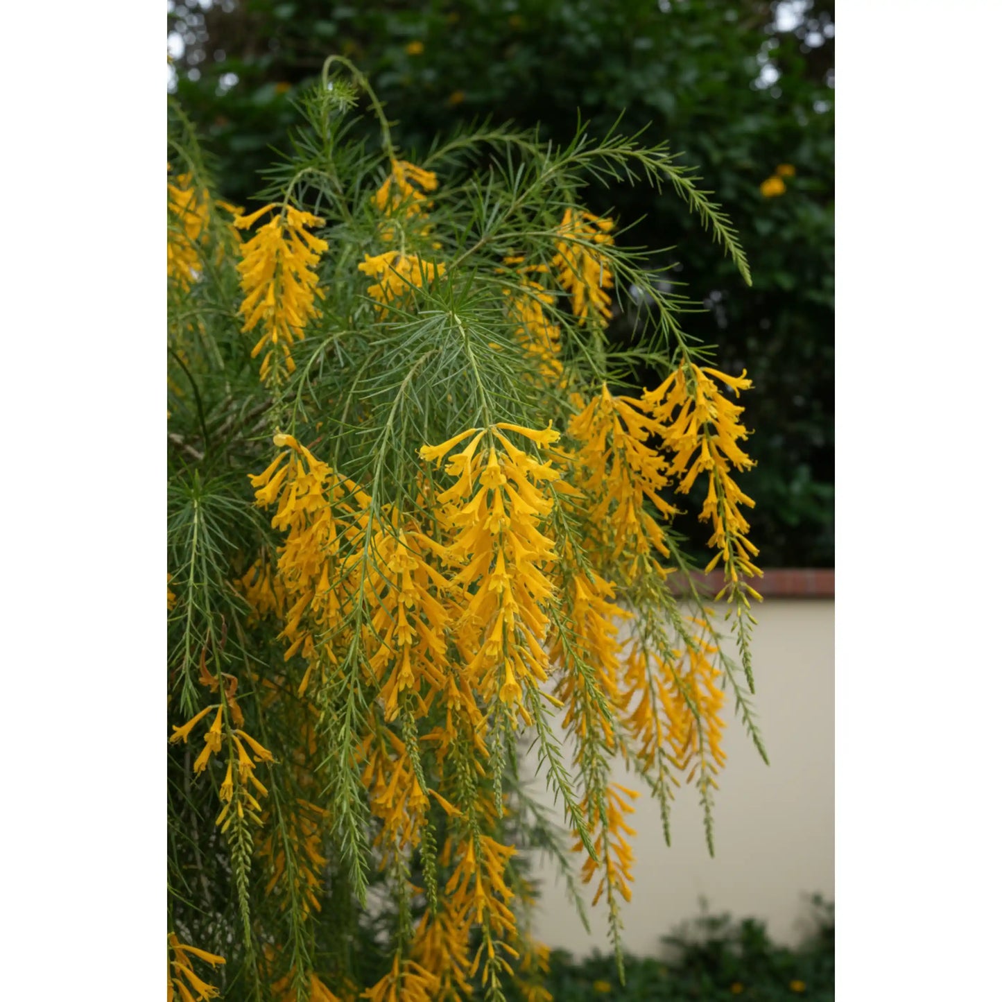 russelia-yellow-plant-russelia-equisetiformis-yellow-firecracker-plant
