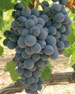 Seedless Black Grape Plants 30cm - Vitis Vinifera Hardy- Blueberry Botanicals