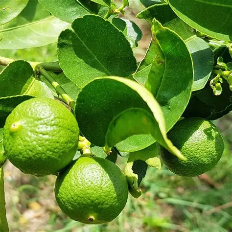 Seedless Lemon 30cm | High Yield | Blueberry Botanicals