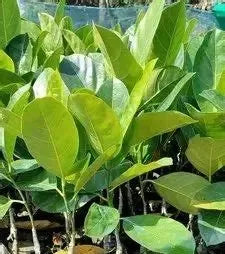 Siddu Jackfruit 30cm | High Yield | Blueberry Botanicals
