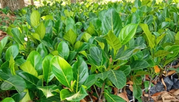 Sindhooravarikka 30cm | Kerala Variety | Blueberry Botanicals