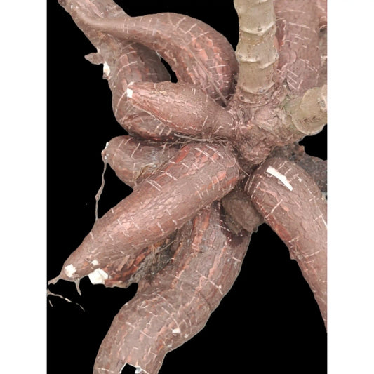 sree-pavithra-cassava-stem-cuttings-premium-variety-home-farm-cultivation