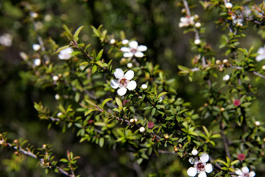 Tea Tree Oil 1L - Premium Melaleuca Alternifolia Therapeutic Grade