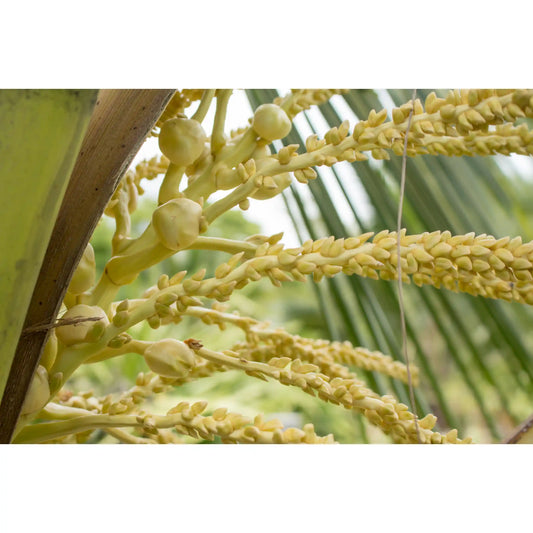 Tenginpookulaadigudam – 450 Gms.-Ayurvedic Lehyam for Postnatal Recovery, Back Pain & Vata Disorders