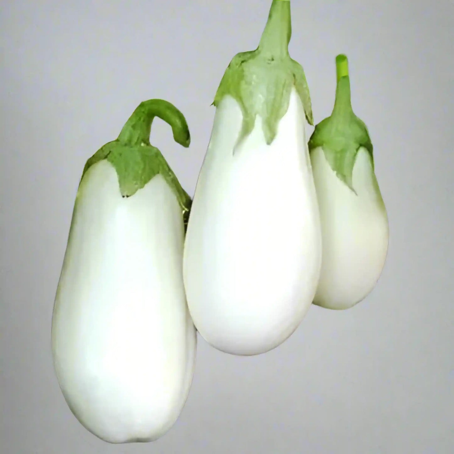 White Hybrid Brinjal Seeds 25pcs - Superior Yield Eggplant- Blueberry Botanicals