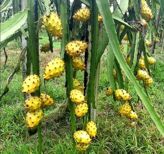 Yellow Dragon Fruit Plants 30cm-Blueberry Botanicals