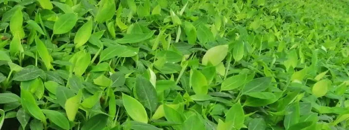 Yellow G9 Banana 30cm | Grand Naine | Blueberry Botanicals