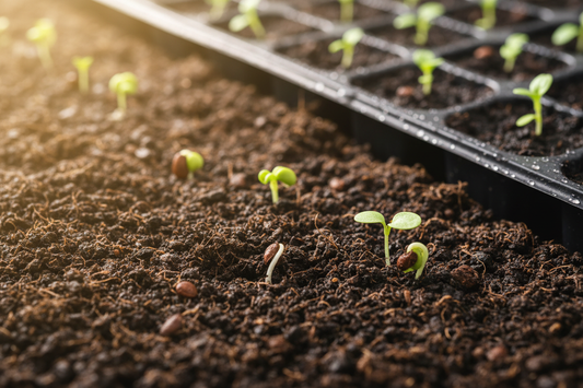 Seeds Germination Guide: Complete Step-by-Step Process