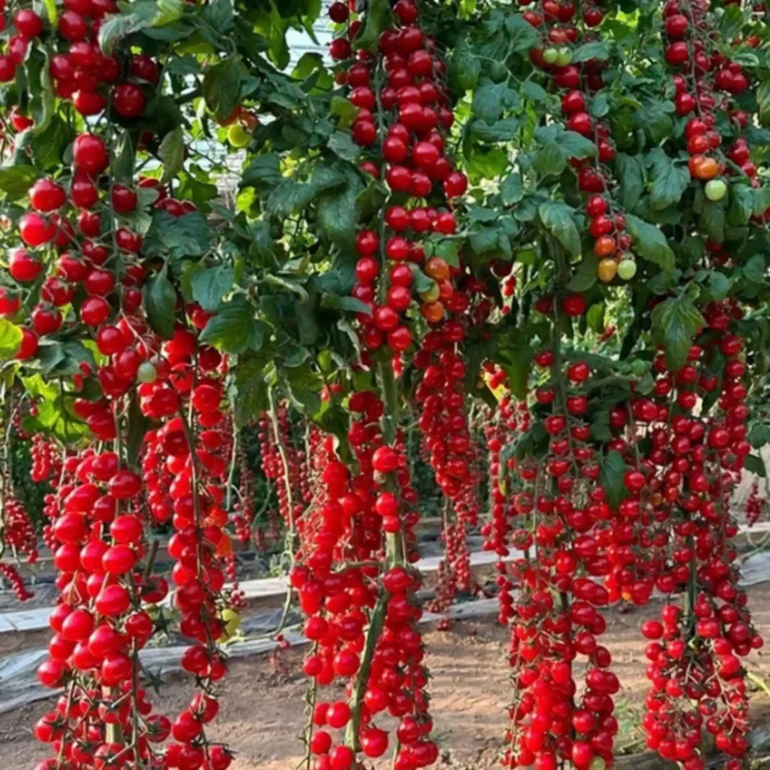 Bloom & Grow- Vegetables Seeds, Flower Seeds 
