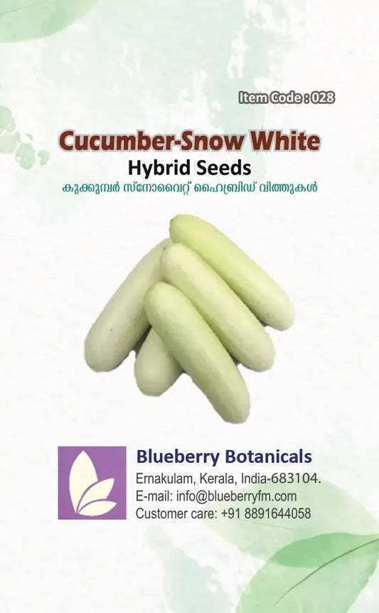 Hybrid F1 Snow White Cucumber Seeds 25pcs - Disease Resistant- Blueberry Botanicals