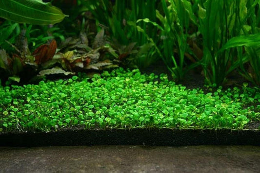 Aquatic Double Leaf Aquarium Plant Seeds 100g - Easy Carpet Ground Cover | Blueberry Botanicals