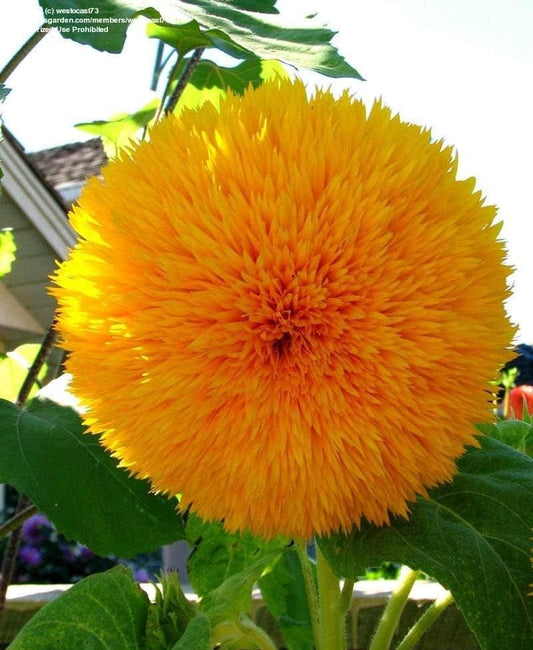 20 Pcs Sunflower Organic Seeds Pack of 1- Blueberry Botanicals