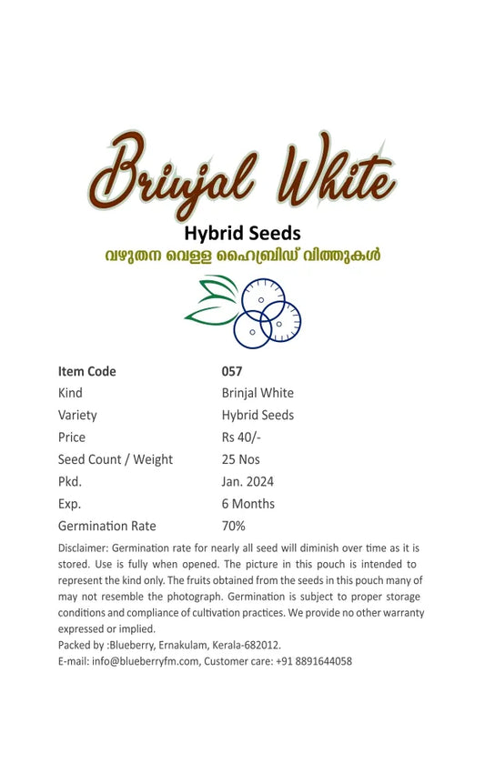 White Hybrid Brinjal Seeds 25pcs - Superior Yield Eggplant- Blueberry Botanicals