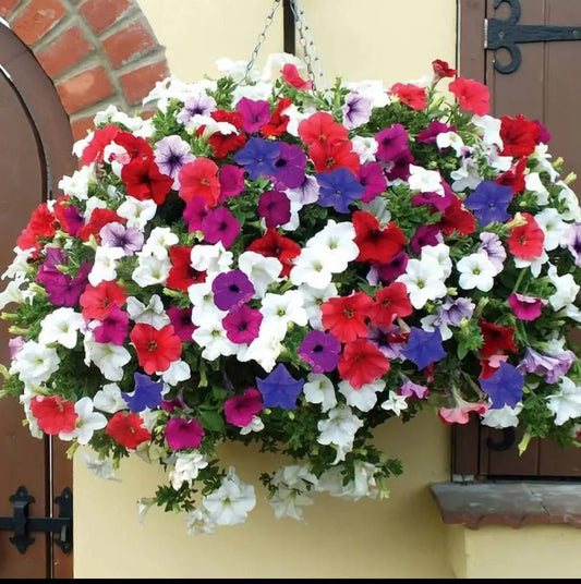Mix Colour Morning Glory Mix Flower Seeds For Home Garden- Blueberry Botanicals