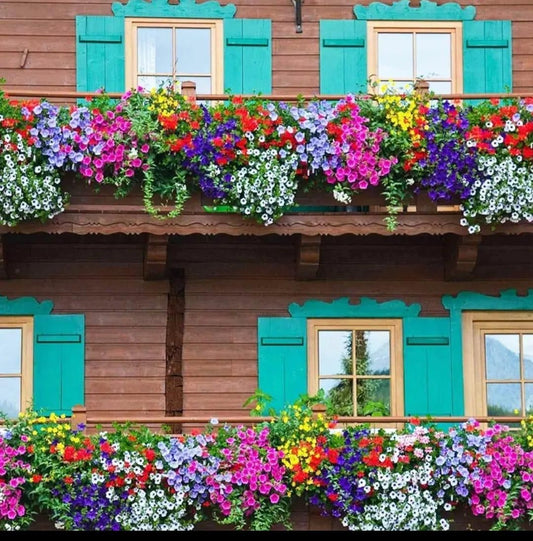 Mix Colour Morning Glory Mix Flower Seeds For Home Garden- Blueberry Botanicals