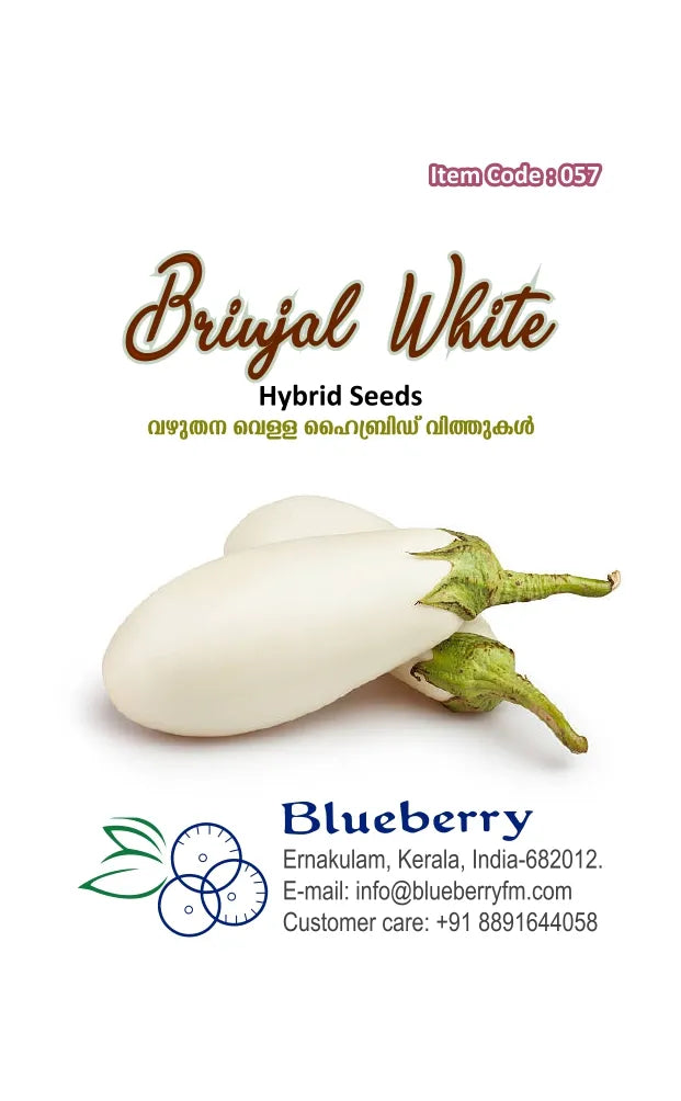 Brinjal Seeds - White Hybrid Variety 25 Seeds | Blueberry Botanicals