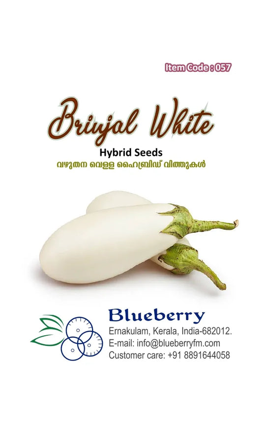 Brinjal Seeds - White Hybrid Variety 25 Seeds | Blueberry Botanicals
