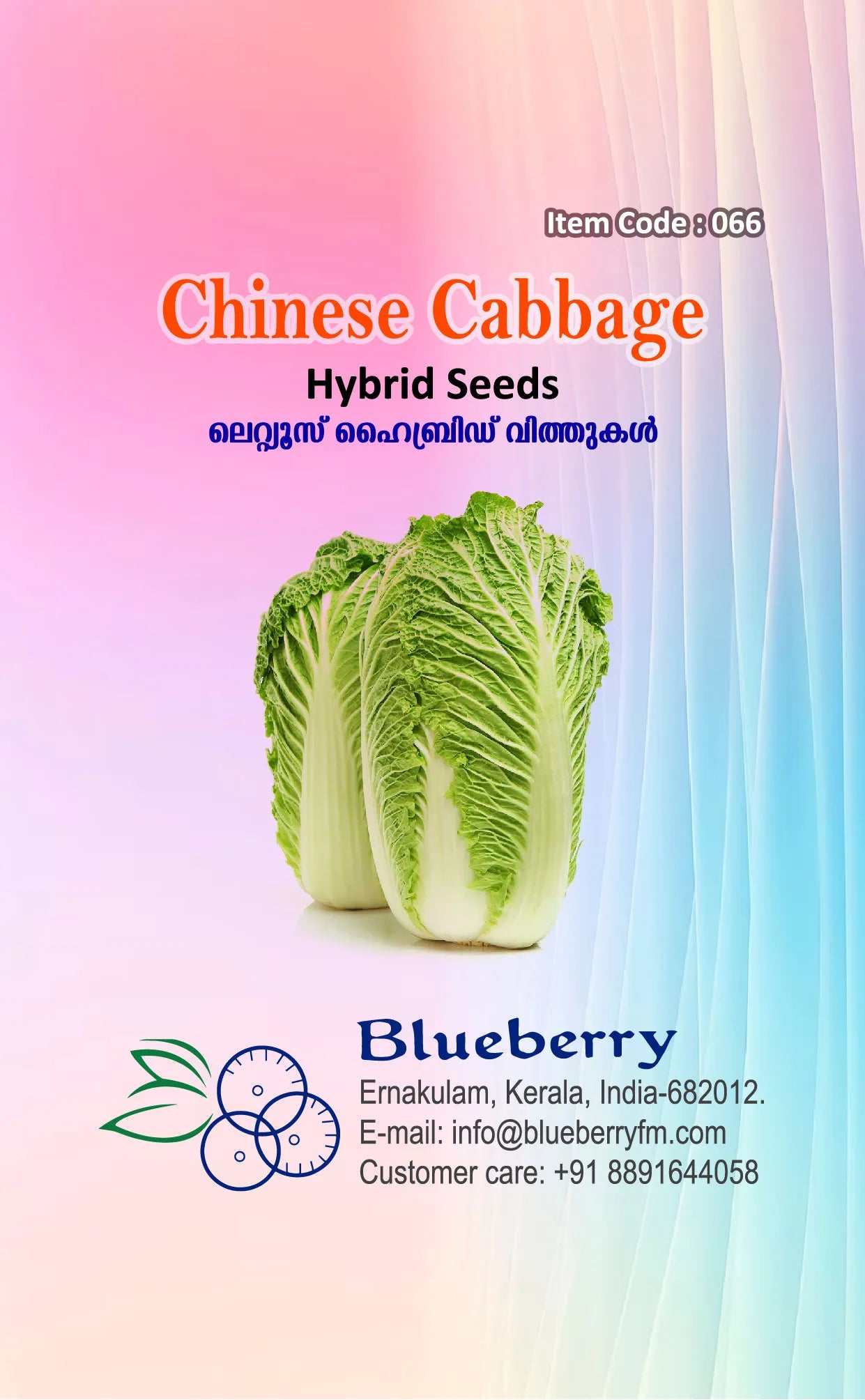 Chinese Cabbage Seeds - Hybrid Iceberg Type 60 Seeds | Blueberry Botanicals