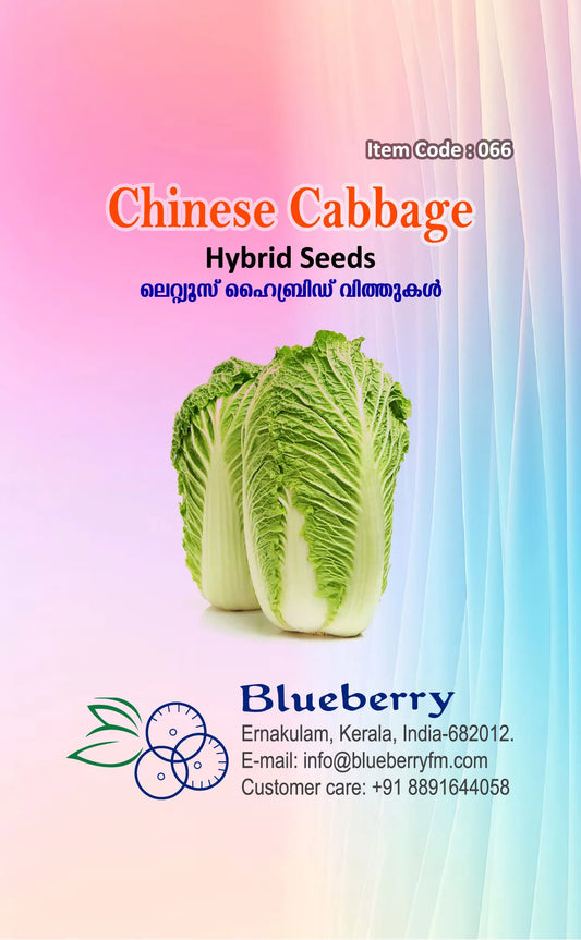 Chinese Cabbage Seeds - Hybrid Iceberg Type 60 Seeds | Blueberry Botanicals