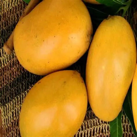 Mallika Mango 30cm | Hybrid Variety | Blueberry Botanicals
